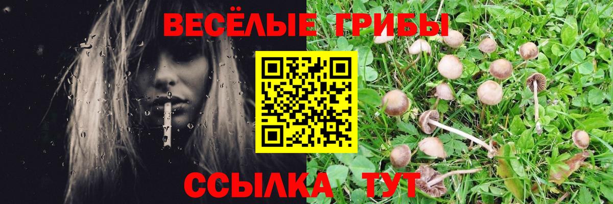 Псилоцибиновые грибы Cubensis Курчатов